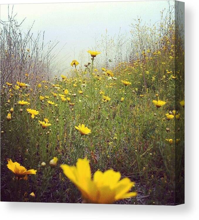 Flower Canvas Print featuring the photograph Day's Ease by Scott Freeman