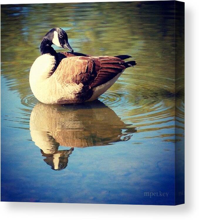 Goose Canvas Print featuring the photograph De Coy
#goose #water #reflection by Margie P