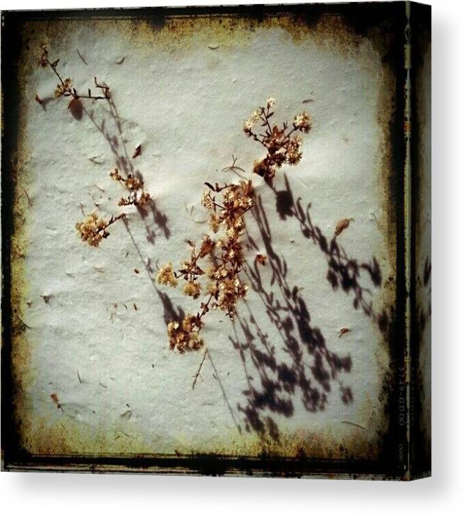 Illtakeyouonatrip Canvas Print featuring the photograph Dead Desert Flowers In Snow by Natalia D