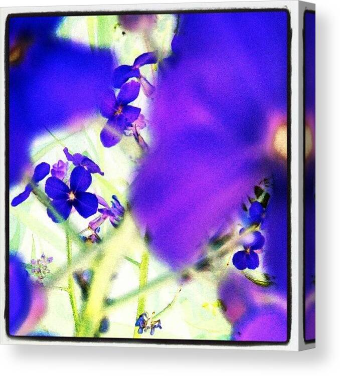 Andrography Canvas Print featuring the photograph Deep Violets #abstract #android by Marianne Dow
