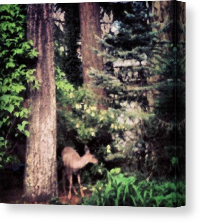 Instanaturelover Canvas Print featuring the photograph #deer In Our Back Yard #cityscape by Anna Porter