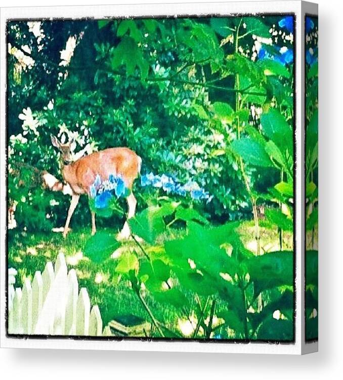 Deer Canvas Print featuring the photograph Deer in Our Backyard by Anna Porter