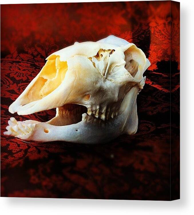 Deer Skull Canvas Print featuring the photograph Deer Skull by Amy Porter