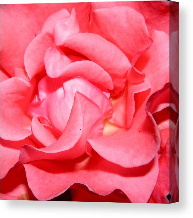 Pink Canvas Print featuring the photograph Delicate Swirls Of Pin by Kim Galluzzo Wozniak