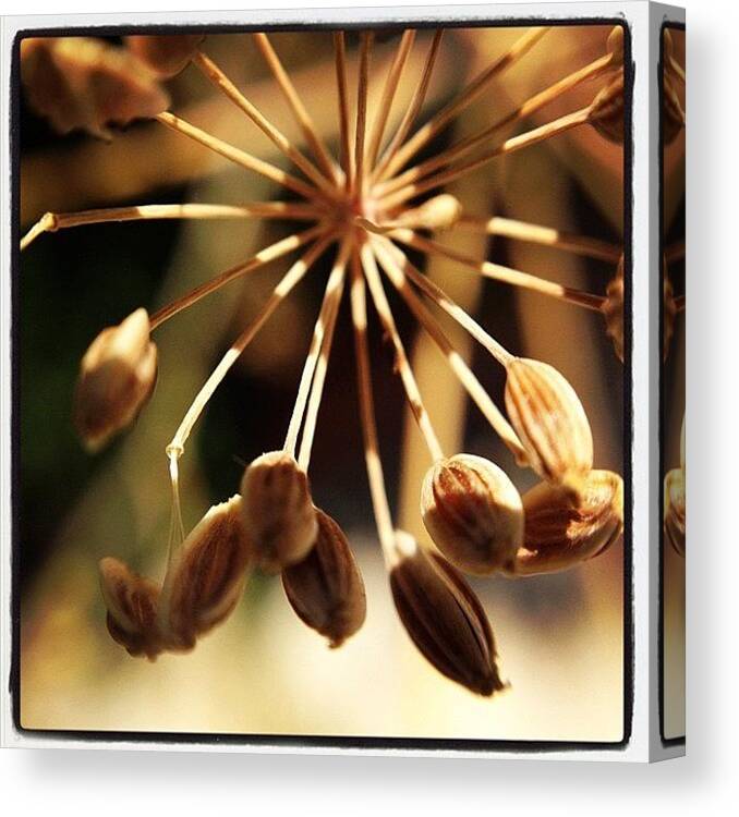  Canvas Print featuring the photograph Dill Seeds... by Gracie Noodlestein