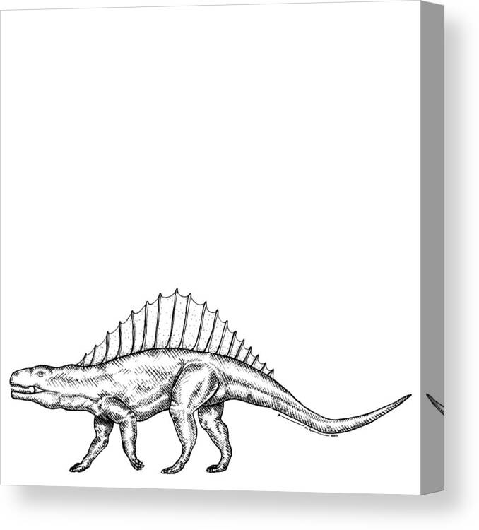 Cartoon Canvas Print featuring the drawing Dimetrodon - Dinosaur by Karl Addison
