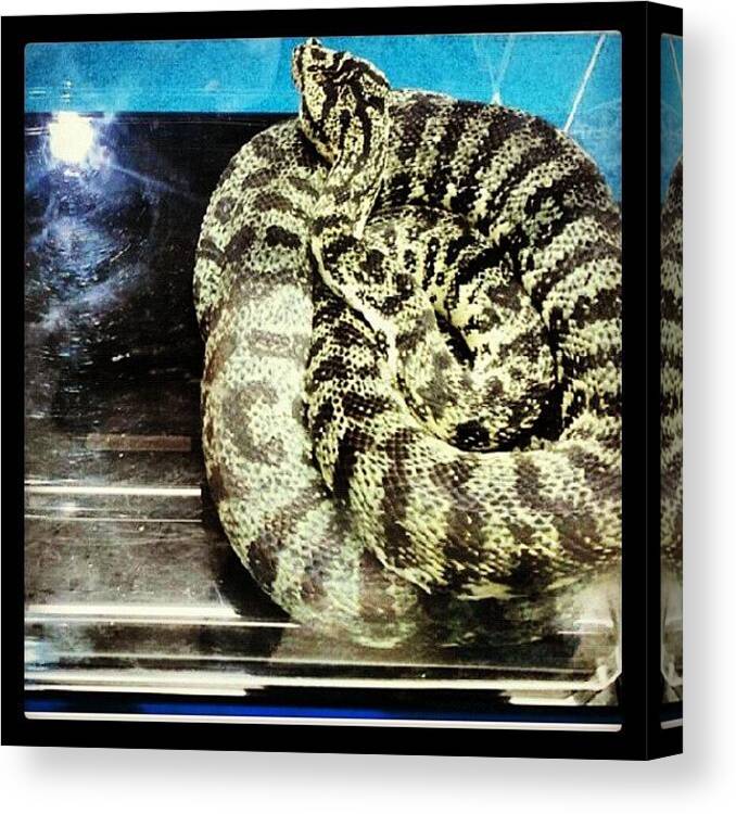 Reptile Canvas Print featuring the photograph @dior_jones #beauty #snake #bro by Jordan Marcia