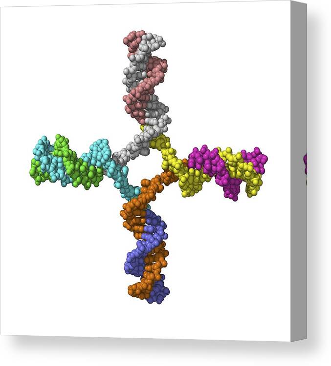 Holliday Junction Canvas Print featuring the photograph Dna Recombination, Molecular Model by Laguna Design
