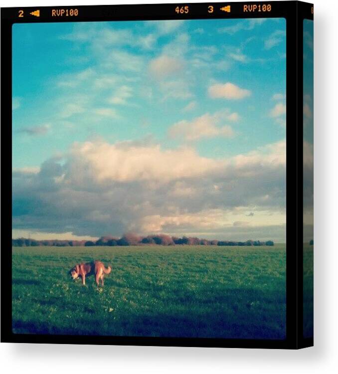 Instaprints Canvas Print featuring the photograph Dog On The Fields..... Sam by Vicki Field
