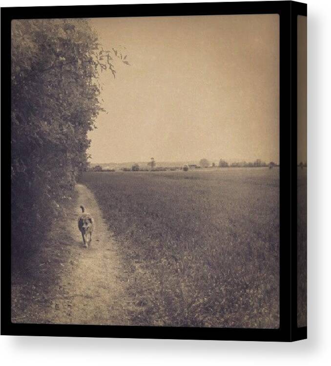 Instaprints Canvas Print featuring the photograph Dog Walk by Vicki Field