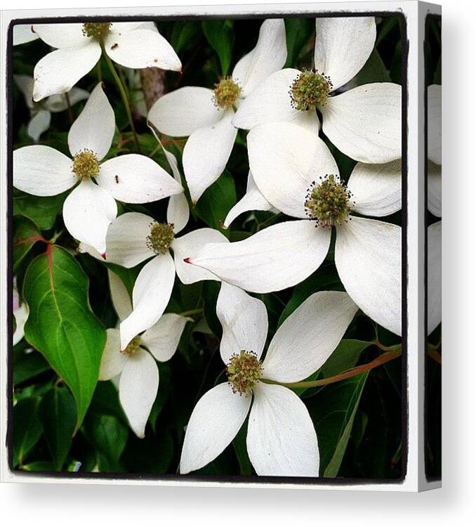 Flower Canvas Print featuring the photograph Dogwood Flowers. #white #flower by Christopher Hughes