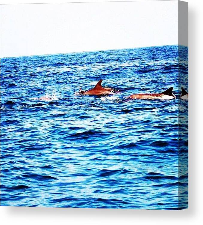 Iphonesia Canvas Print featuring the photograph #dolphins #gmy #gang_family #jj #teg by Raffaele Salera