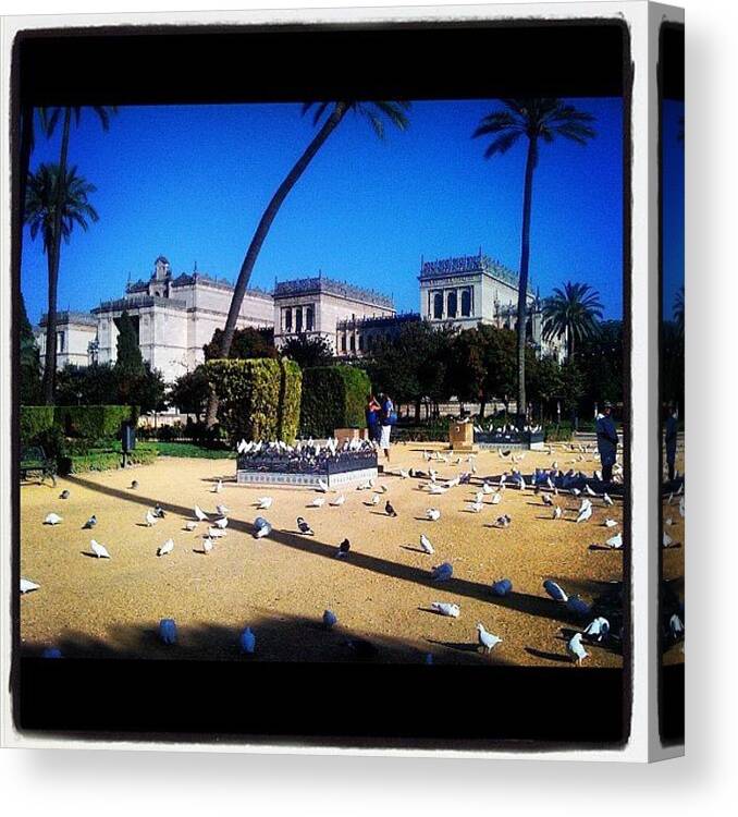 Buildings Canvas Print featuring the photograph #doves #park #sevilha #spain #espana by Francisca Andrade