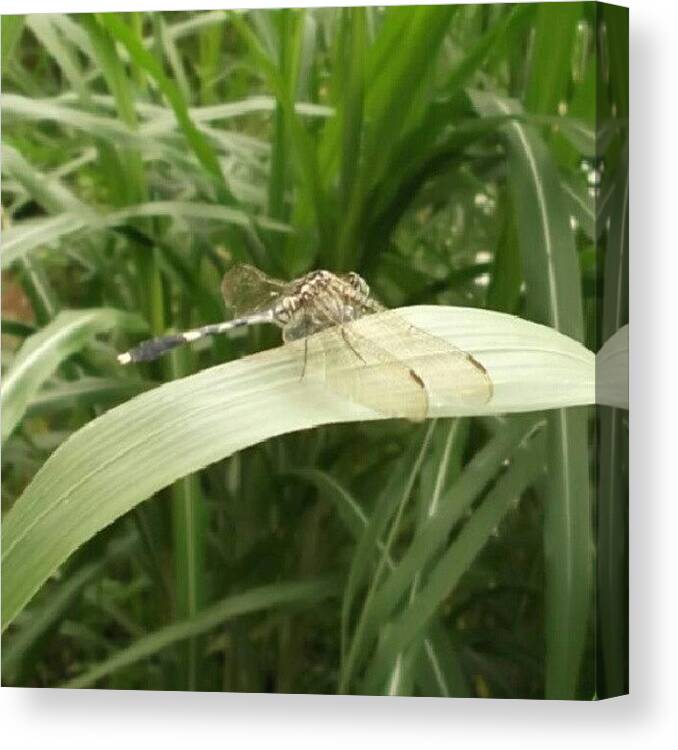 Fly Canvas Print featuring the photograph Dragonfly #nature #animal #macro #green by Gin Zhao Yun