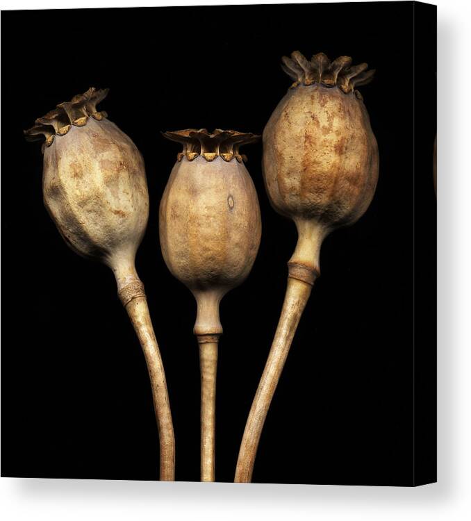 Dried Canvas Print featuring the photograph Dried Poppy Pods by David Kleinsasser
