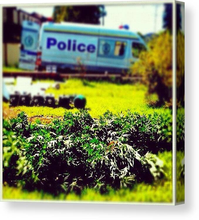 Plant Canvas Print featuring the photograph Drug House $600k #drug #house #police by Luke Fuda