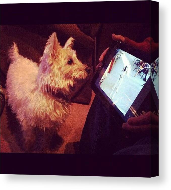 Tv Canvas Print featuring the photograph #dublin Loves His Doggie Dramas! #tv by Lisa Thomas