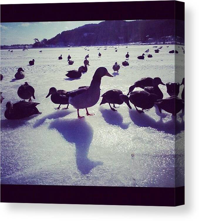 Beautiful Canvas Print featuring the photograph Ducks On The Frozen Harbour by Julia Norris