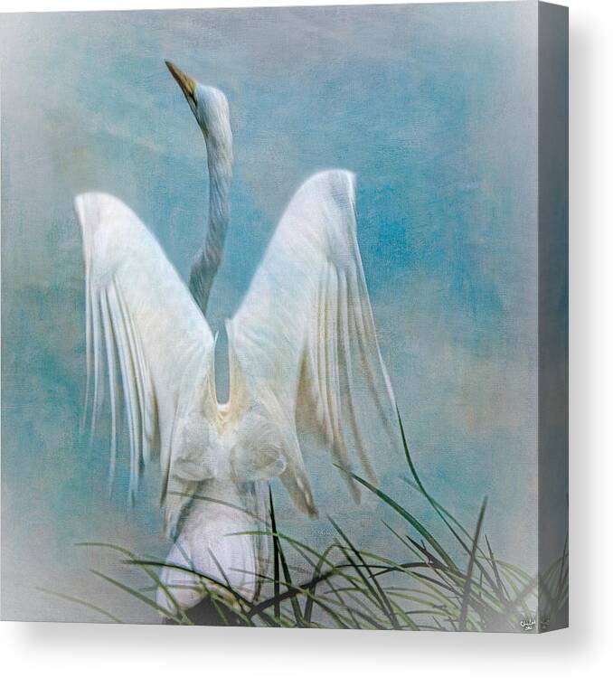 Egret Canvas Print featuring the photograph Egret Preparing to Launch by Chris Lord