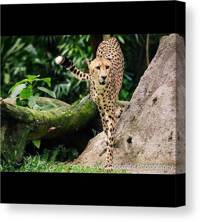 Beautiful Canvas Print featuring the photograph Elegant 
cheetah
singapore Zoo by Zachary Voo