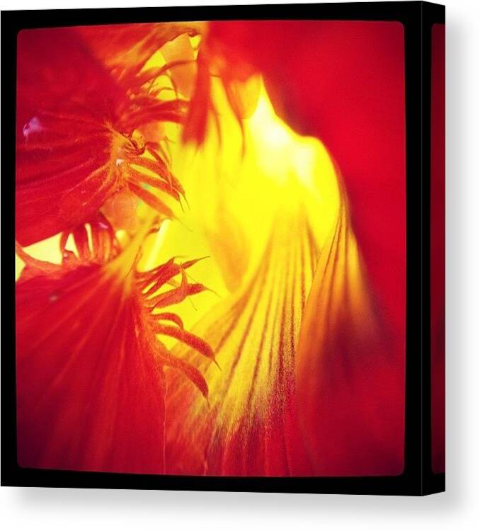  Canvas Print featuring the photograph Enter The Petal... by Gracie Noodlestein