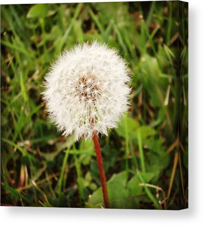  Canvas Print featuring the photograph Even Dandelions Can Be Beautiful :) by Tyler Dillman