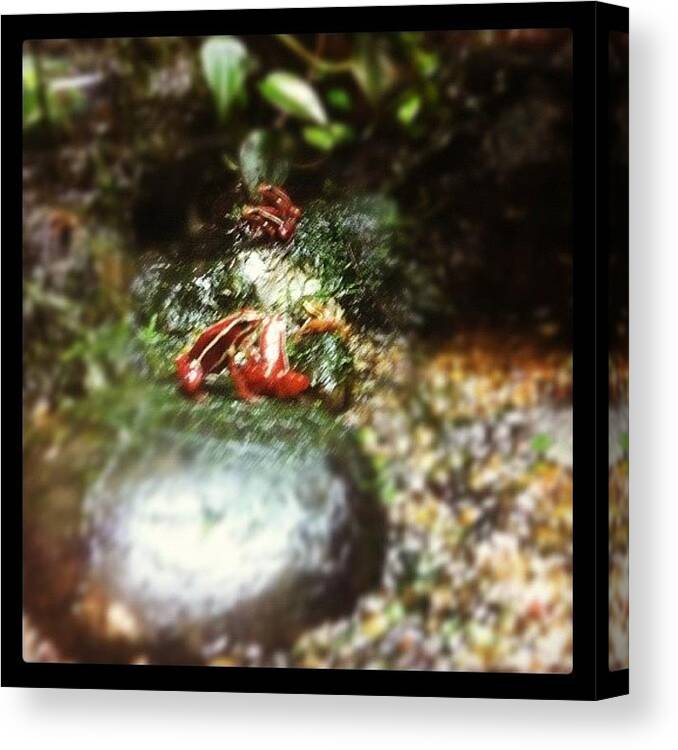 Exotic Canvas Print featuring the photograph #exotic #life #animals #animal #nature by Victor Wong