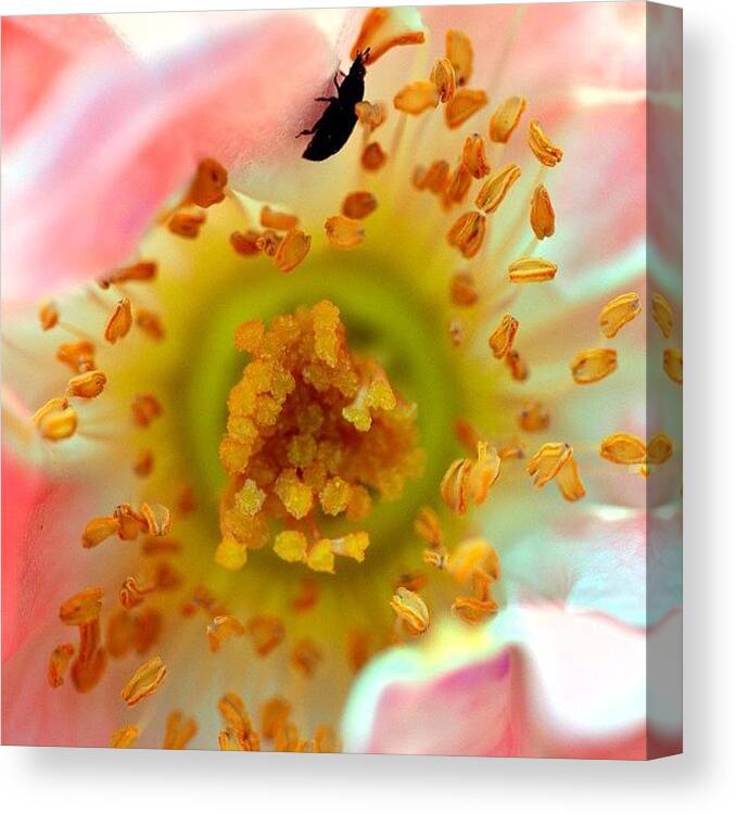Pink Canvas Print featuring the photograph Explorin' #rose #australia #pink by Zaqqy J