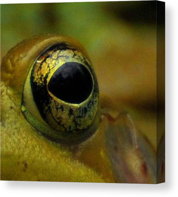 Frog Canvas Print featuring the photograph Eye of Frog by Paul Ward