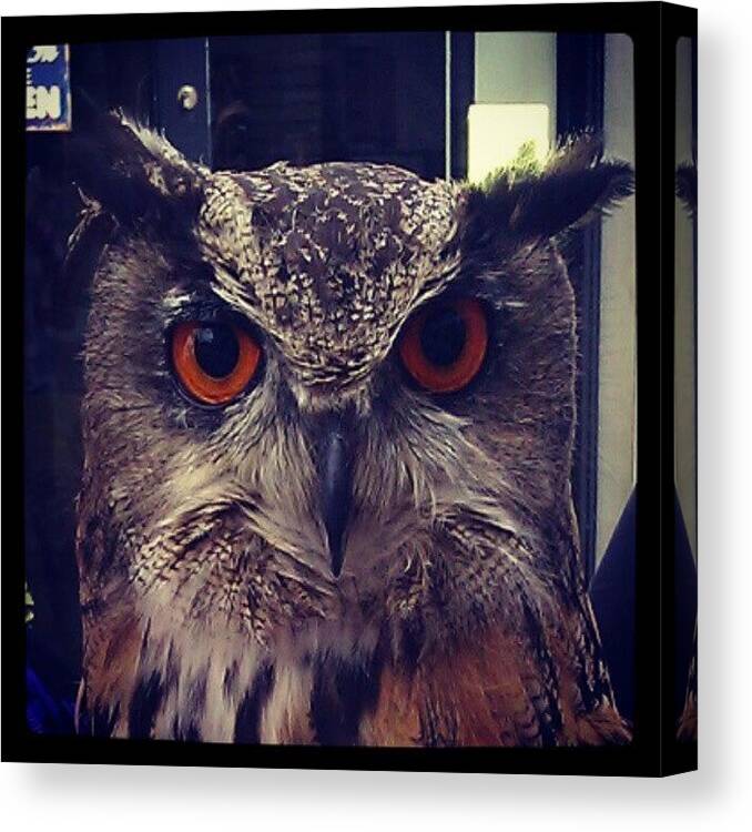 Owl Canvas Print featuring the photograph Eyes by Kimberley Dennison