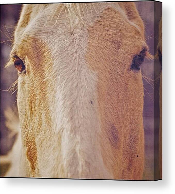 Horse Canvas Print featuring the photograph Eyes by Richard Santiago