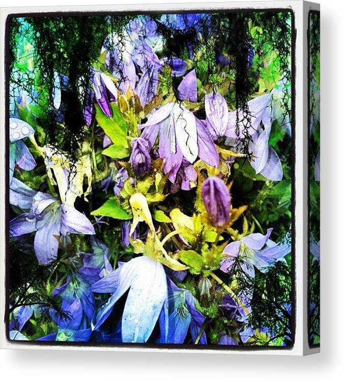 Pixiedust Canvas Print featuring the photograph #fairy #flowers by Fay Pead