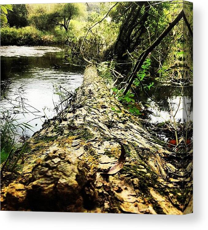 Trees Canvas Print featuring the photograph Fallen Tree Across Penn's Creek In by John Robinson