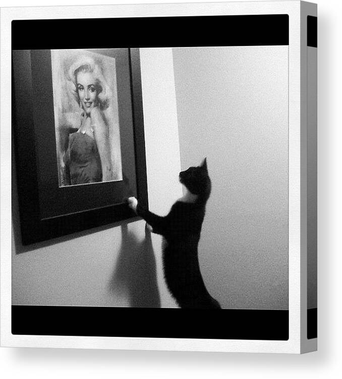 Cats Canvas Print featuring the photograph Favorite Photo I've Ever Taken. Casino by Vivian Richardson