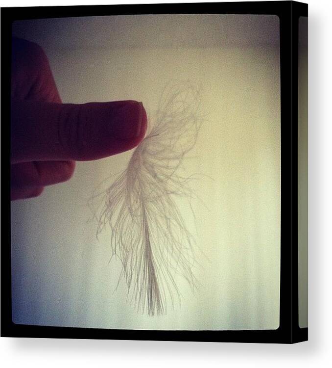  Canvas Print featuring the photograph Feather by Stella Kim