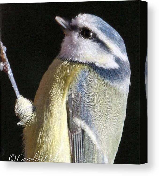 Croponly Canvas Print featuring the photograph Feathered Friend #feather_perfection by Caroline Coles