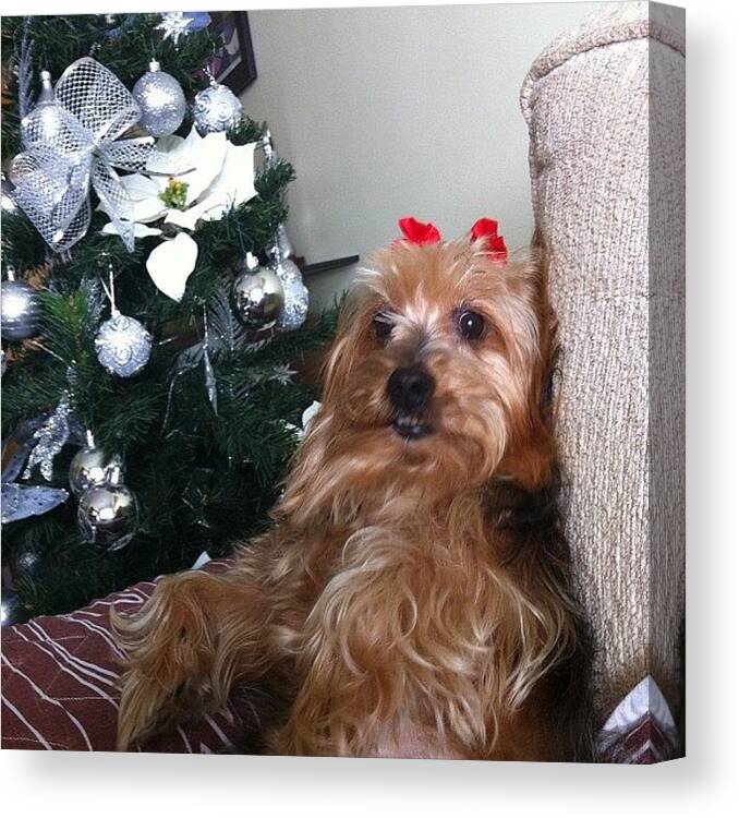 Picoftheday Canvas Print featuring the photograph #feliznatal #natal #merrychristmas by Bruno Leo