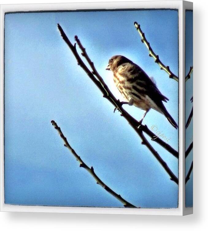 60likes Canvas Print featuring the photograph Female House Finch Catching The Morning by Cynthia Post
