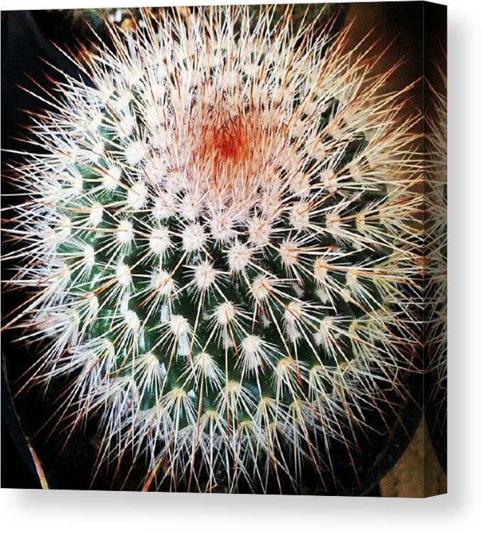 Plants Canvas Print featuring the photograph Fibonacci Sequence In A Cactus by Esther Huinink 