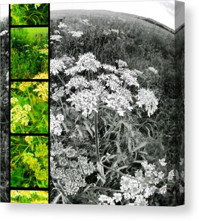 Field Canvas Print featuring the photograph Field Fresh by Vicki Field