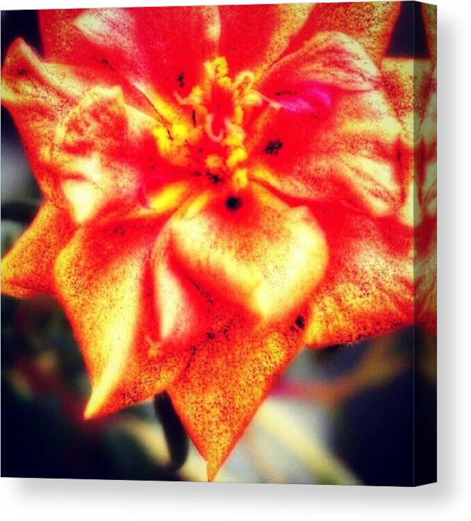  Canvas Print featuring the photograph Fire Flower by Percy Bohannon