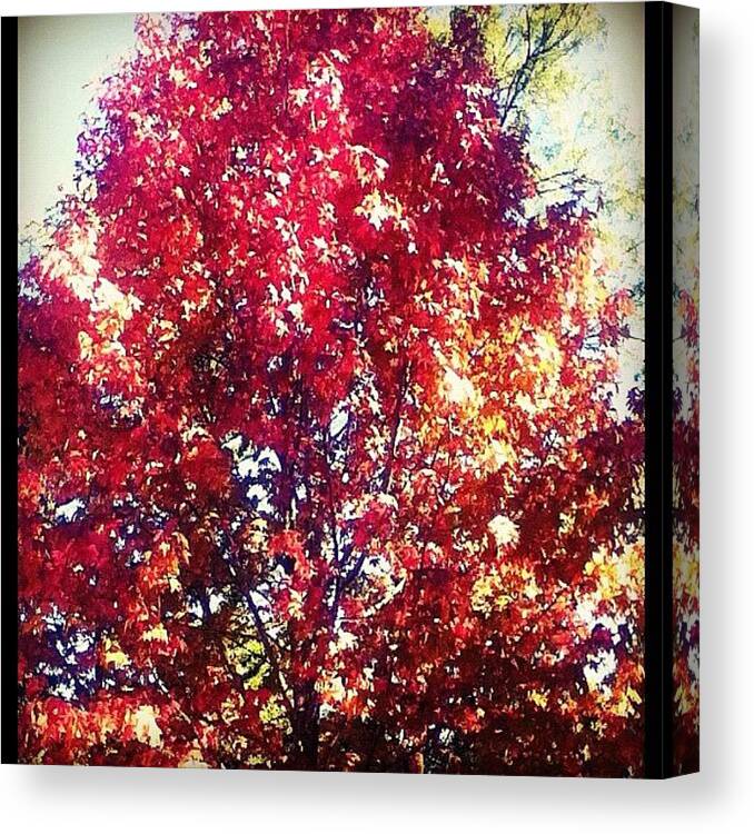 Fire Canvas Print featuring the photograph Fire Tree by Merinda OKeeffe
