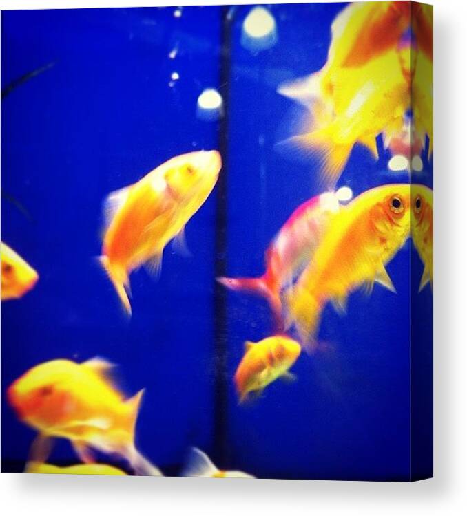 Swim Canvas Print featuring the photograph #fish #goldfish #pet #water #aqua #swim by Stewart Garnett
