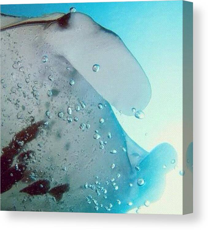 Instanusantara Canvas Print featuring the photograph #fish #sea #scuba #dive #diving by Asep Dedo Dep