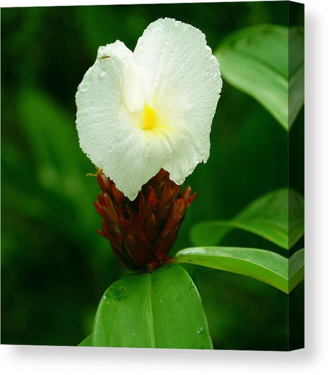 Flower Canvas Print featuring the photograph Flower 2 by David Foster