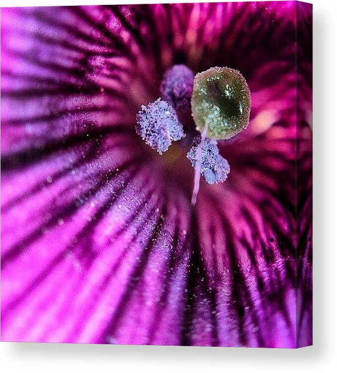 Macro_power_hour Canvas Print featuring the photograph Flower Bits For The #macro_power_hour by Rebekah Moody