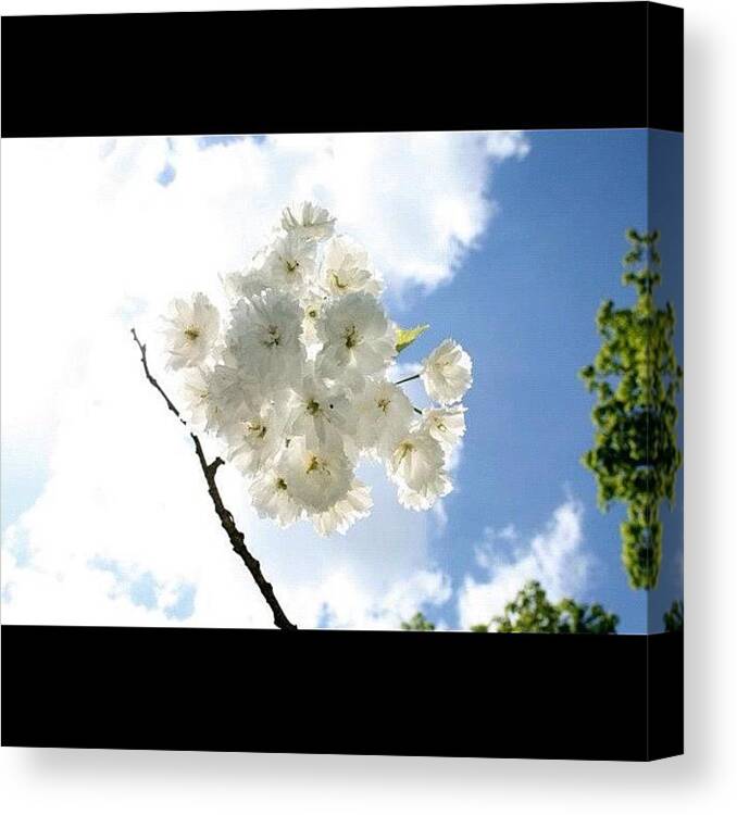Summer Canvas Print featuring the photograph Flower Cloud #macro_tastic by Chris Barber