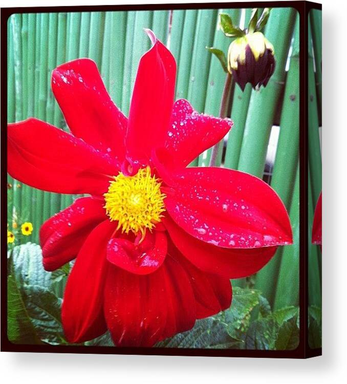 Flower Canvas Print featuring the photograph #flower #colors #beaultiful #spring by Avatar Pics