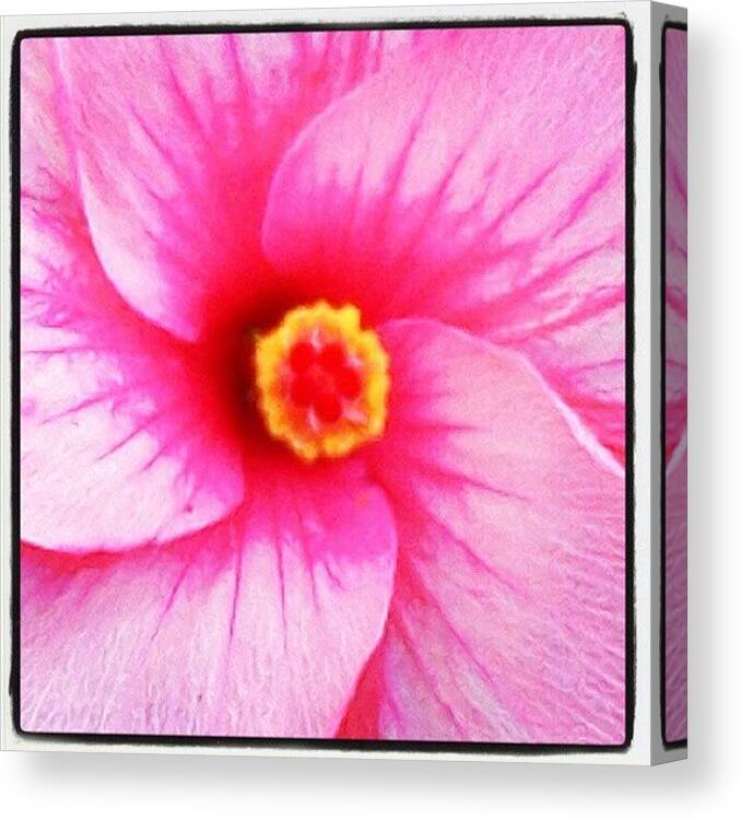  Canvas Print featuring the photograph Flower F Stop Adjustment by James Granberry