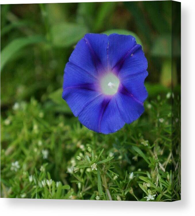 Beautiful Canvas Print featuring the photograph #flower #flowerpics #gardenpic #garden by Liz Grimbeek